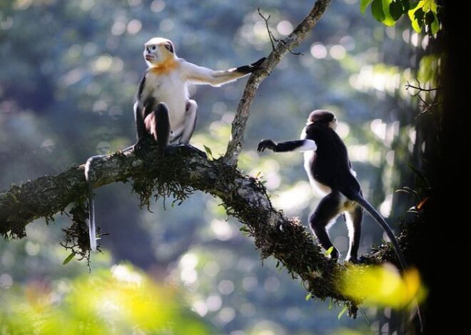 Bokep Viral Indo ngentot Sesama Jenis pada Primata ternyata mempunyai Kegunaan Evolusioner