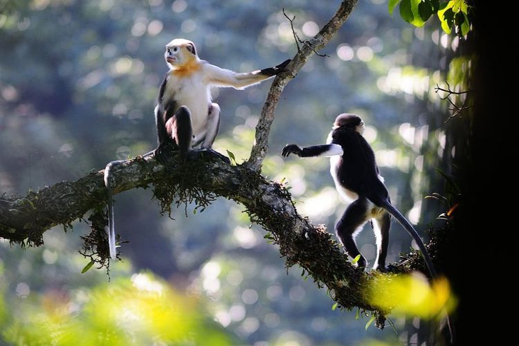 Bokep Viral Indo ngentot Sesama Jenis pada Primata ternyata mempunyai Kegunaan Evolusioner