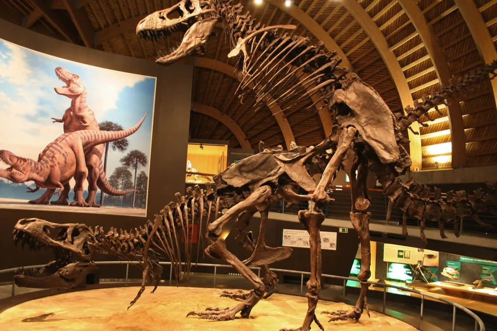 Bokep Viral Indo Bagaimana Dinosaurus Berhubungan ngentot? | National Geographic