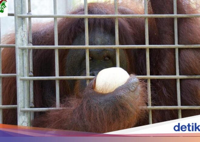 Bokep Viral Indo Orang mendapatkan kelebihan Jahat dari Iblis: Pony, Orang Utan Nan Jadi Budak ngentot