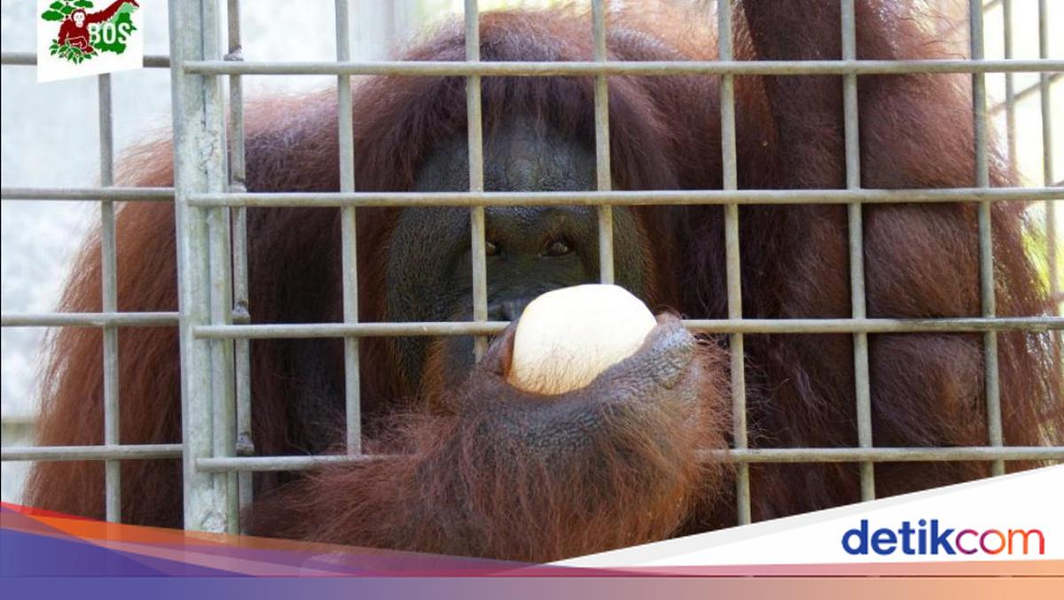 Bokep Viral Indo Orang mendapatkan kelebihan Jahat dari Iblis: Pony, Orang Utan Nan Jadi Budak ngentot